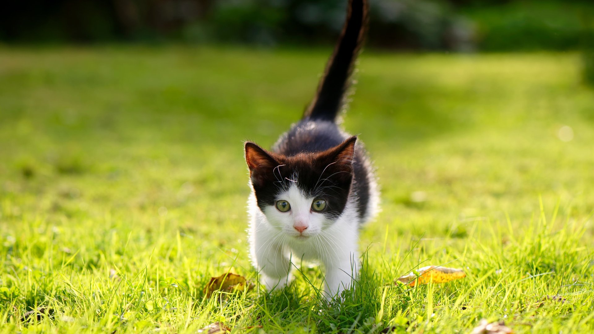 爱游戏体育-太阳生死战取胜奇才，2026世界杯焦点战的预演与启示